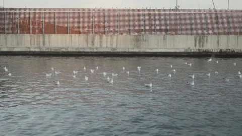 White and gray seagulls perched on the sea water in the marina Stock Footage 137232879