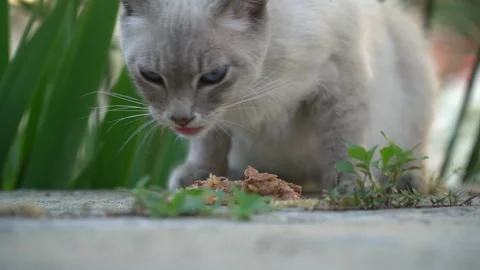 White and gray Siamese mixed cat with blue eyes eats cat food Video stock 241748163