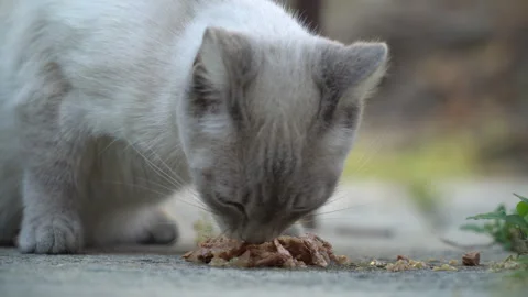 White and gray Siamese mixed cat with blue eyes eats cat food Stock Footage 241749125
