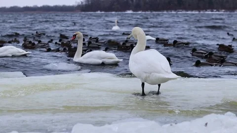White and gray swans, ducks close-up Stock Footage 328008519