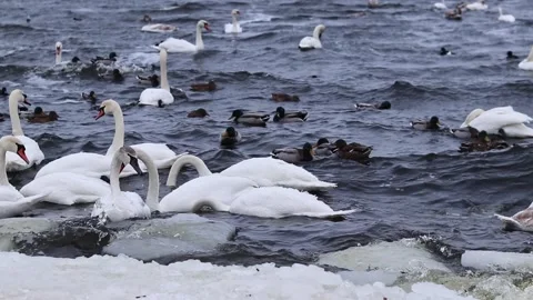 White and gray swans, ducks close-up Stock Footage 328008569