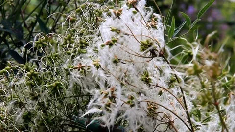 A white and green fluffy bush Stock Footage