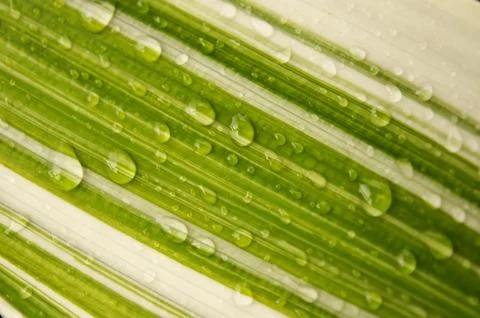 White and green parallel leaf and droplets. Stock Photos