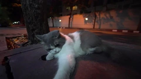 White and grey cat playing with twig or thin stick on night street Stock Footage 155873194