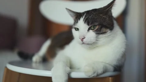 White and grey cat sitting on white chair. relaxing. slow motion Stock Footage 262838202