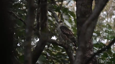 White and grey crested-serpent eagle perched up in the jungle of Ranthambore nat Stock Footage 256641953