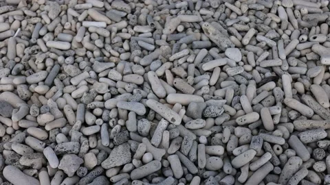 White and grey dead corals on the beach. Video stock 168871240