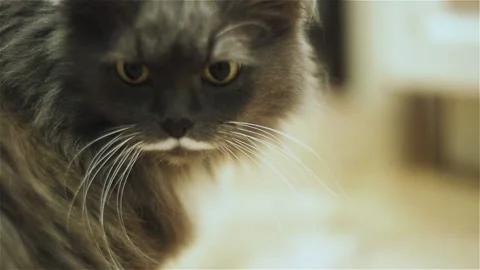 White and grey fluffy cat sniffs the air. Predator has a funny color on the face Stock Footage 99548465