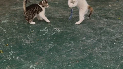 White and grey kitten playing on the ground Stock Footage 72061197