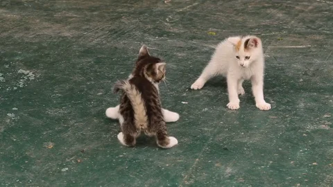 White and grey kitten playing on the ground Stock Footage 72073890