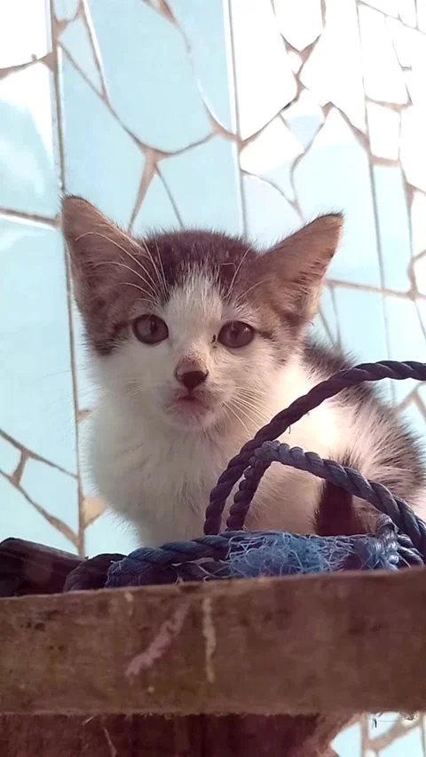 White and Grey Kitten Sitting and Meowing — Vertical Close Up 库存影片 340888527