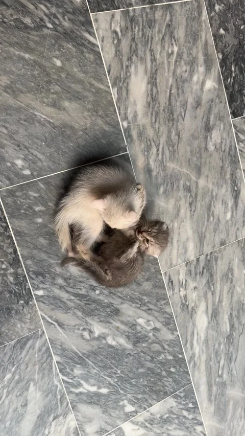 White and grey kittens fighting and playing on the floor. Stock Footage 296887320