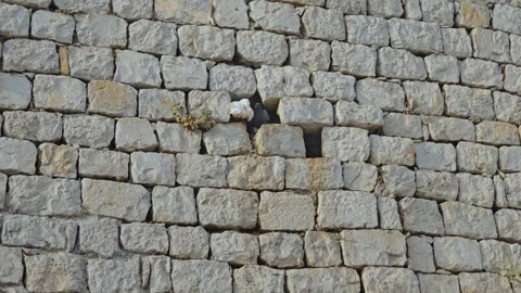 White and grey pigeon perched in a hole of a weathered stone wall Stock Footage 344638428