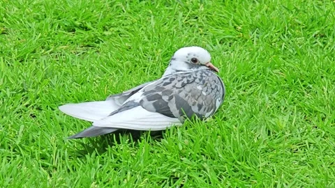 White and grey pigeon resting on vibrant green grass in the park Stock Footage 337226786