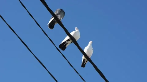 White and grey pigeons perching on wires Stock Footage 345003906