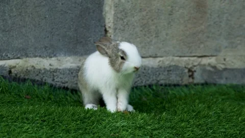 White and Grey Rabbit Sitting on Green Grass Outdoors Stock Footage 339513820
