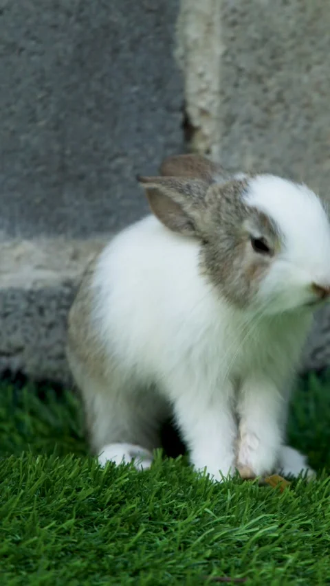 White and Grey Rabbit Sitting on Green Grass Outdoors Stock Footage 339753358