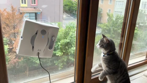 White and grey tabby cat interacts with a Hutt X8 robotic cleaner working Stock Footage 277111504