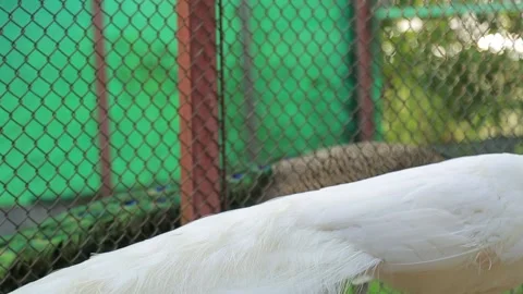 WHITE AND INDIAN PEACOCKS Stock Footage 158050237