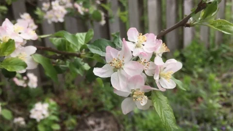 White and light pink tree flowers in springtime closeup Video stock 91544557