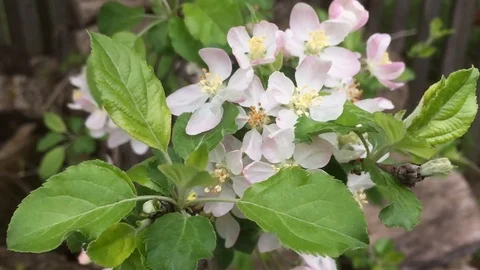 White and light pink tree flowers in springtime closeup Video stock 91550385