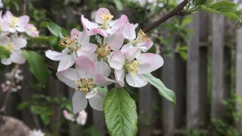 White and light pink tree flowers in springtime closeup Stock Footage 91551641