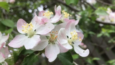 White and light pink tree flowers in springtime closeup Video stock 91552000