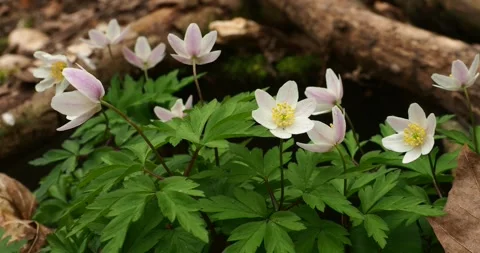 White and Light Purple Anemone Flowers in Forest with Stream Sounds Stock Footage 334692564