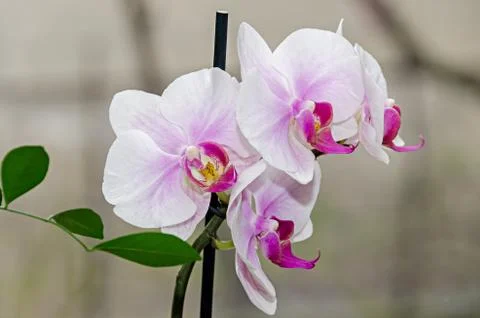 White and mauve orchid branch phal flowers, close up, window background Stock Photos