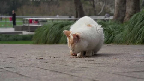 A white and orange cat eats food scattered on pavement at Yanzhong Plaza Park Stockbeeldmateriaal 332617710