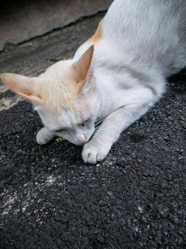 White and Orange Cat Resting on Rough Asphalt Ground Surface Stock Photos