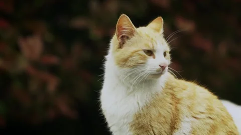 White and orange cat staying alert Stock Footage 332728322