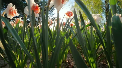 White And Orange Daffodil Flowers Blooming In Spring Garden Stock Footage 339613962