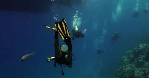 A white and orange fish escorting divers out of the water Video stock 269775826