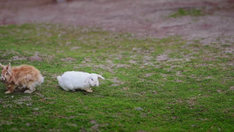 White and orange rabbits having fun on grass in nature, filmed in 4K slow motion Stock Footage 335414655
