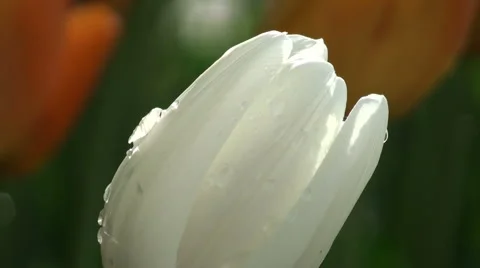 White and Orange Tulips pull Stock Footage 5337137