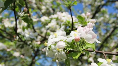 White And Pink Blossom Stock Footage 11298705