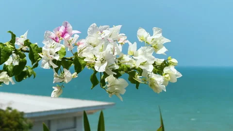 White and pink bougainvillea Stock Footage 274448853