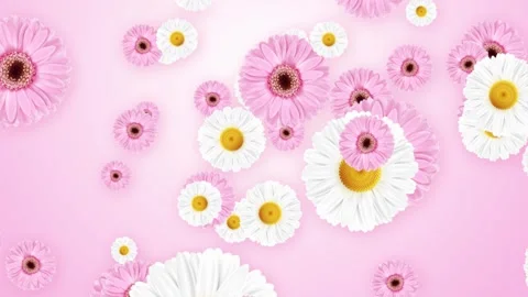 White and pink Chamomile Daisy Flower falling down Background. Stock Footage 293004370