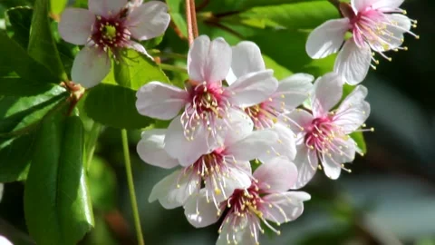 White and pink cherry blossoms Stock Footage 164039260