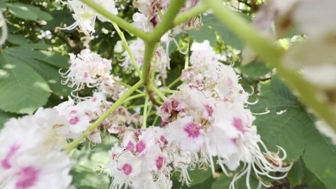 White and pink chestnut tree blossom macro Vídeos de archivo 334760126