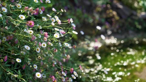 White and Pink Daisys growing in the wild Stock Footage 317200802