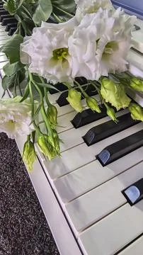 White and pink eustoma lies on the piano keyboard. Holiday concept. Gift Фото