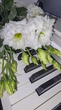 White and pink eustoma lies on the piano keyboard. Holiday concept. Gift Foto stock