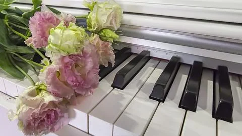 White and pink eustoma lies on the piano keyboard. Holiday concept. Gift Fotos de archivo