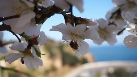 White and pink flowers on tree on sky and blue sea with sweet bees Blur Bac Stock-Footage 126181582