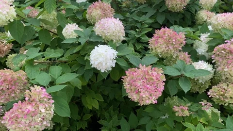 White and pink hydrangea bush. Panoramic shot Stock Footage 250405051