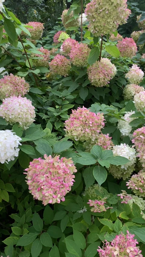White and pink hydrangea bush. Panoramic shot. Vertical video Stock Footage 250405053