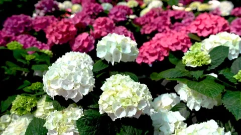 White and Pink Hydrangea Macrophylla Blooms Stock Footage 303669111