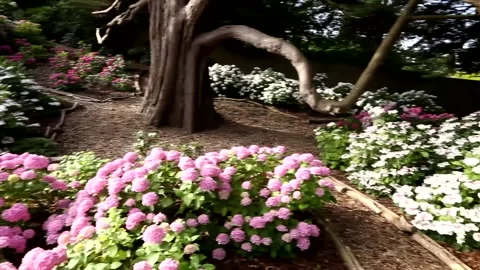 White and pink hydrangeas in a woodland garden Stock Footage 153517536